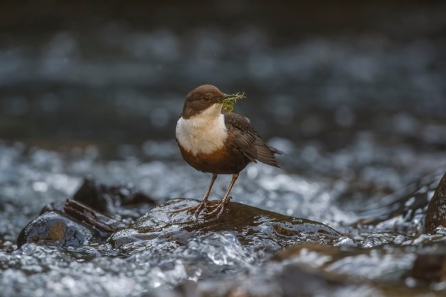 Birdwatching at Eagle Brae in the Highlands of Scotland | Eagle Brae