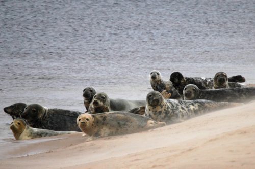 Harbour seals relaxing on the beaches of Scotland.