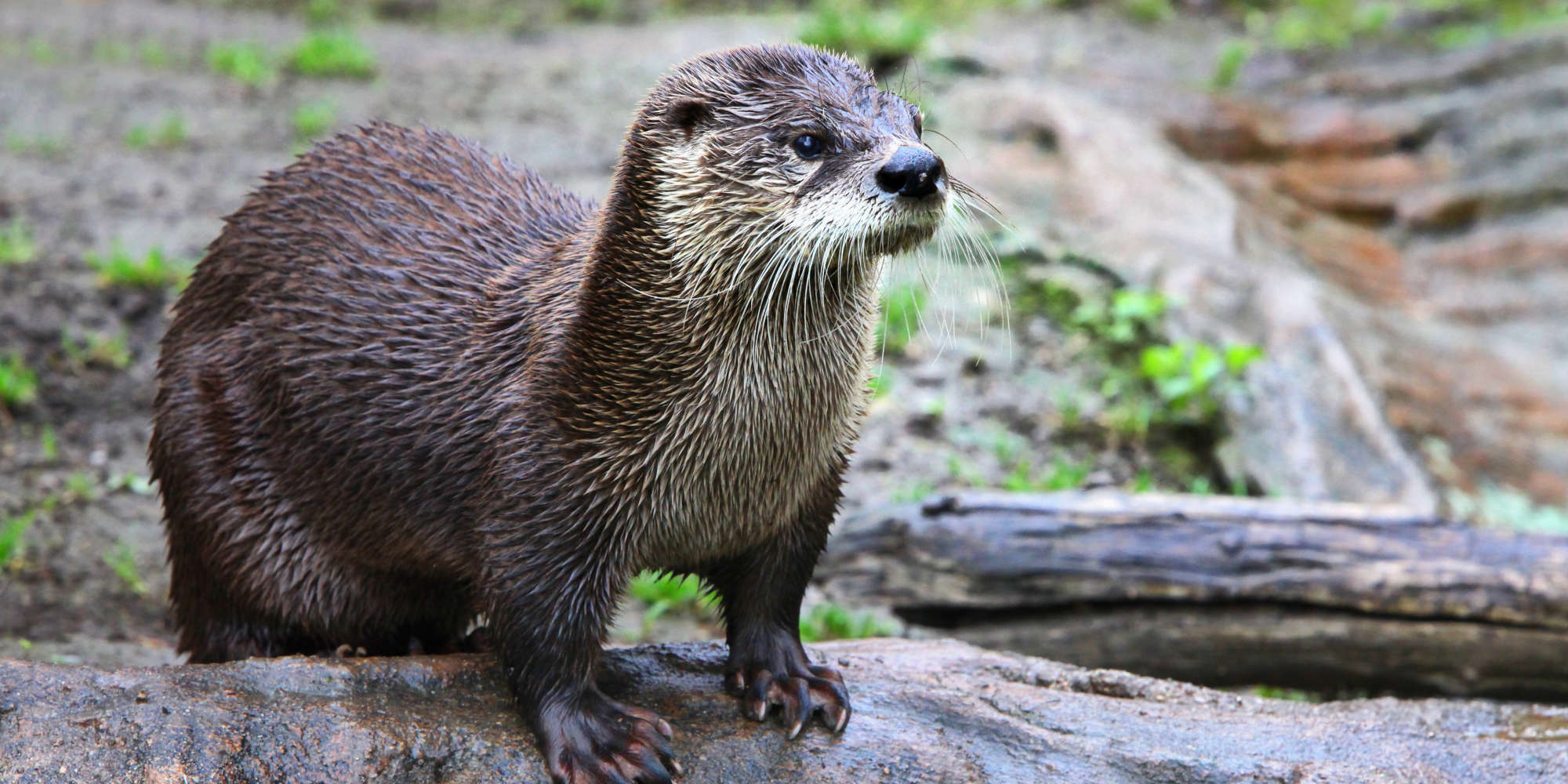 Where To See Otters In Scotland | Eagle Brae