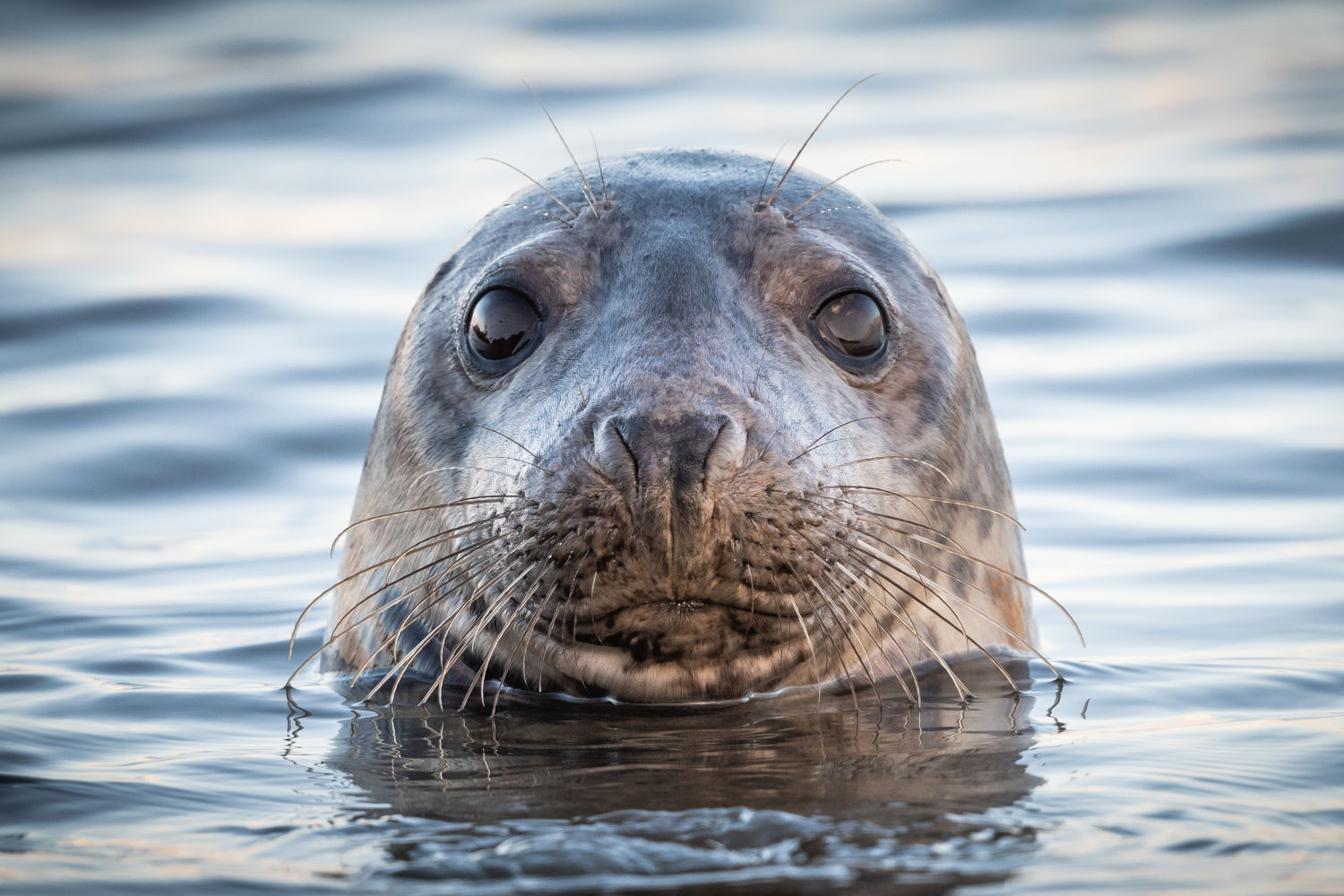 Seal bobbing its head out of the water