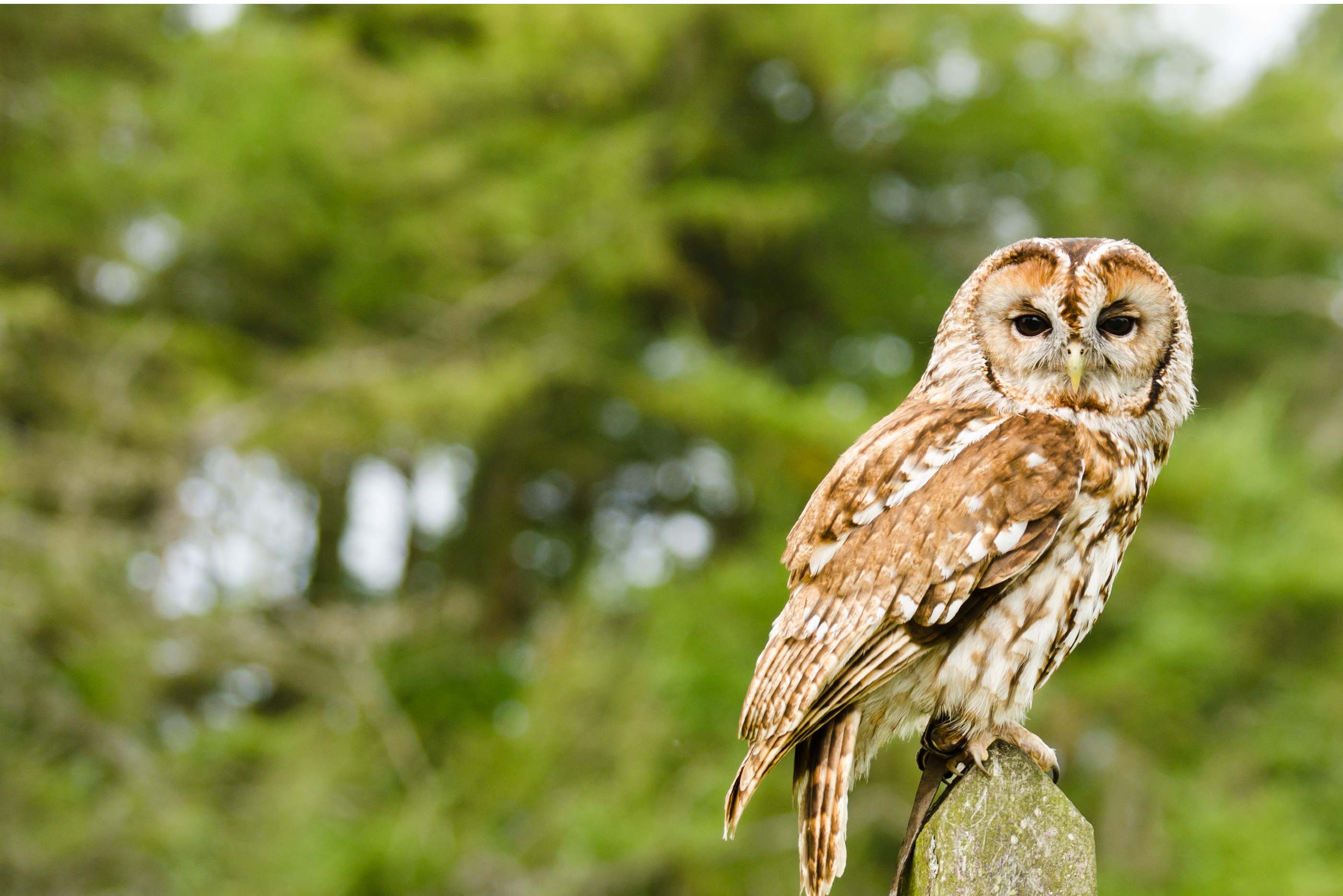 owls-in-scotland-eagle-brae