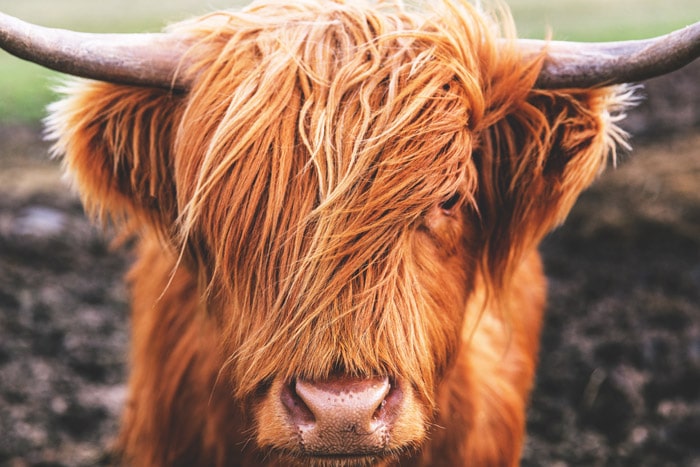 All you need to know about Highland cattle