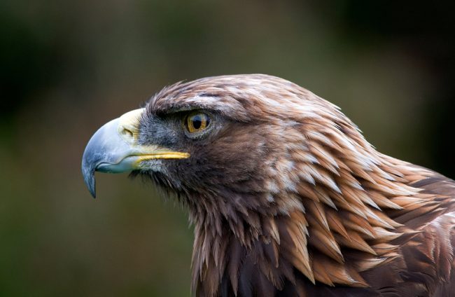 Golden Eagles in Scotland | Scottish Highlands | Eagle Brae