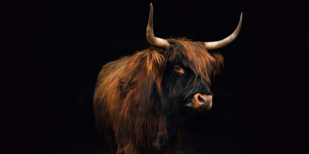 Scottish Highland Cows - Adorable Fluffy Long Haired Cow Facts!