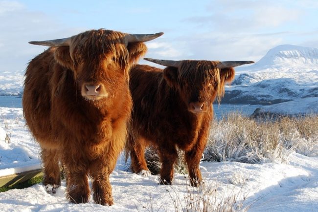 are highland cattle friendly